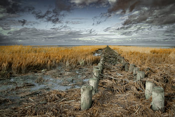 Wattenmeer in Ostfriesland mit Buhnen und Strauchschnitt
