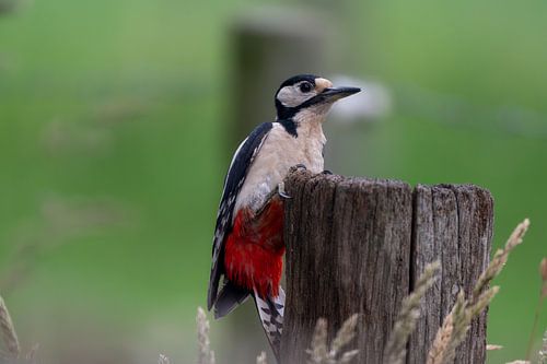 Grote Bonte Specht
