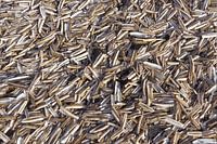 Millions of razors on the beach