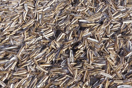 Des millions de rasoirs sur la plage