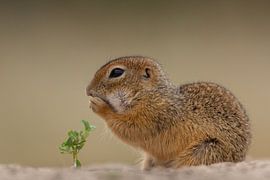 Ground squirrel by Han Peper