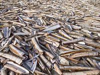 Rasierapparate am Strand - Wijk aan Zee, Niederlande