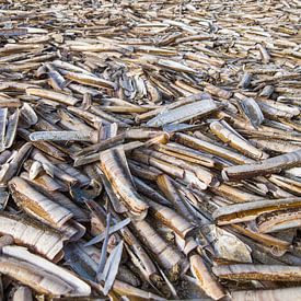 Razors on the beach - Wijk aan Zee, Netherlands by Marjan Schmit Visser