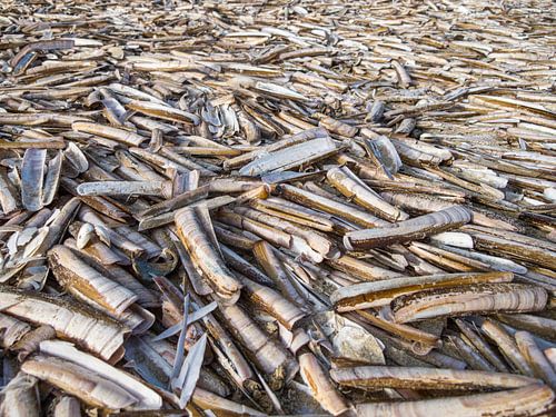 Scheermessen op het strand – Wijk aan Zee, Nederland