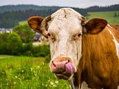 Poolse koe in de regen van Stijn Cleynhens thumbnail