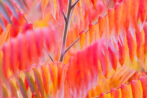 Rêve d'automne