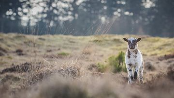  Lamb on the moor