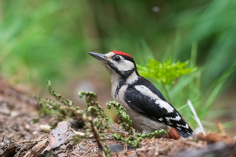 Great spotted woodpecker by Merijn Loch
