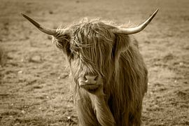Scottish Highlander