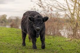 Junges Galloway-Rindfleisch