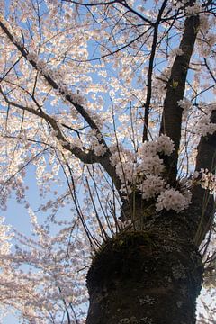 Japanische Blüte im Amsterdamse Bos. von Kyra Hoekema