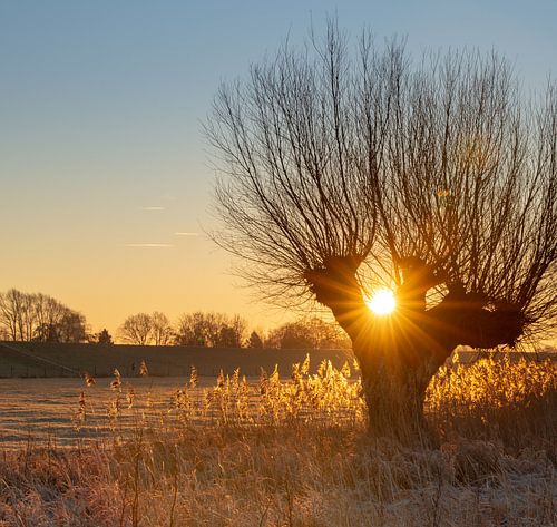 Warm zonlicht tussen een knotwilg