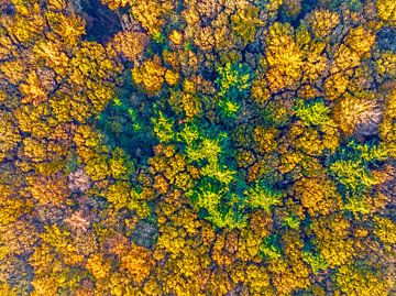 Topshot van bomen in de herfst in Nederland Europe van Eye on You