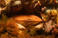 Crabe de la mer du Nord par Annelies Cranendonk Aperçu