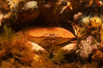 Crabe de la mer du Nord sur Annelies Cranendonk