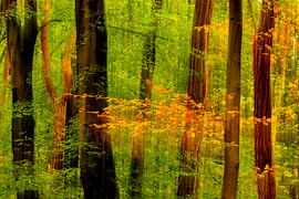 Herbst von Niels  de Vries