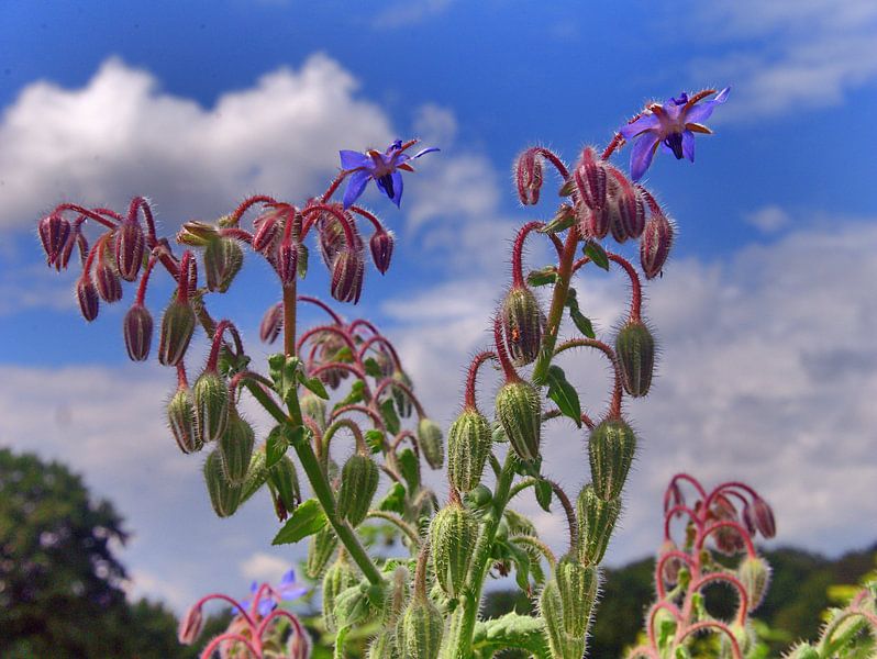 Boragebloemen van Edgar Schermaul