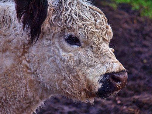 White Galloway Portrait