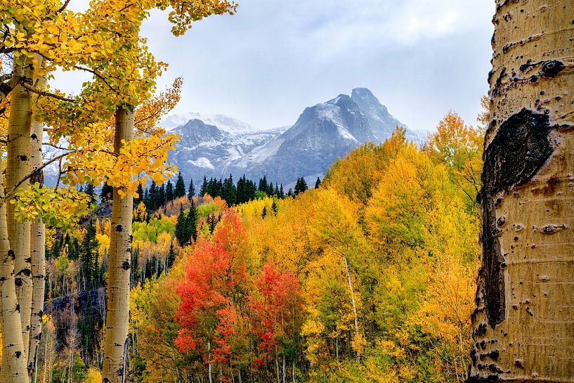 Colorado Landschaft Bild - Aspen Wald Foto, Ouray Colorado Fotografie, Kunstdruck, Rocky Mountain Fotografie von Daniel Forster