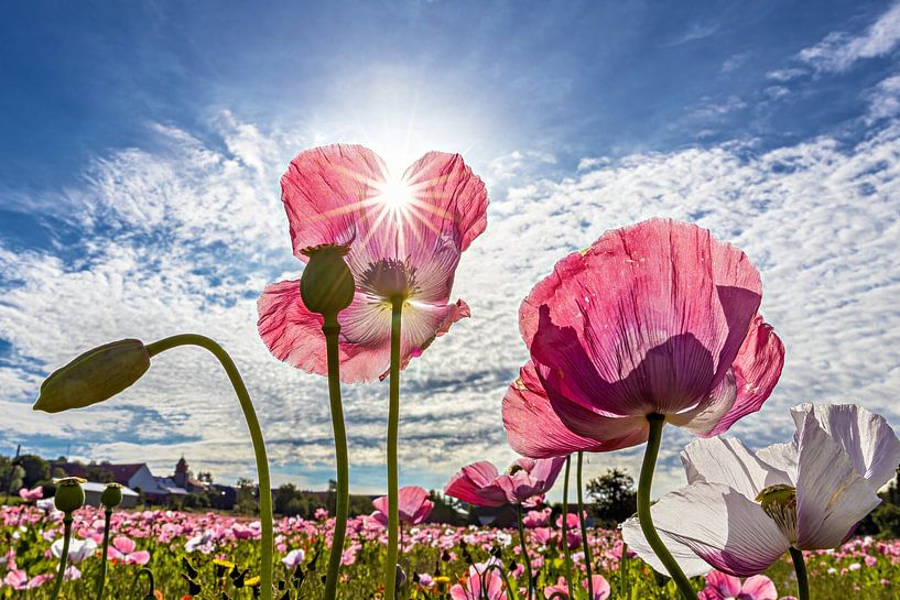 Die Mohnblüte von Roland Brack