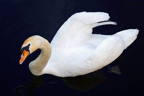 Zwaan, kijkt je aan