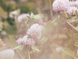 A Dream Image of the Red Clover by Ankie Kooi