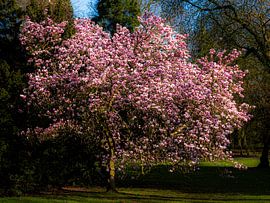 blooming magnolia by Dieter Walther