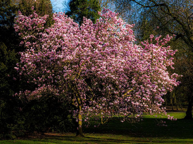 blühende Magnolie von Dieter Walther