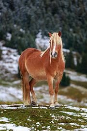 a beautiful light brown horse stands in a snow-covered meadow