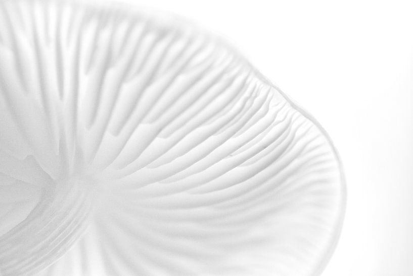 Porceleinzwam by peter reinders