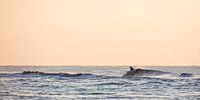 surf