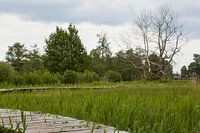Wooden walkway