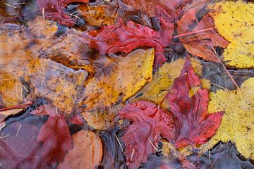 Het gebladerte van de herfst in een beek van Claude Laprise