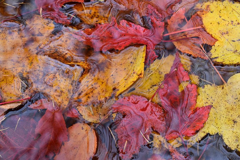 Autumn foliage in a stream by Claude Laprise
