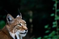 Rode Lynx van Mark Lenoire thumbnail