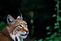 Rode Lynx