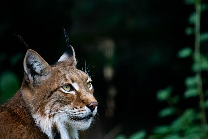 Rode Lynx van Mark Lenoire