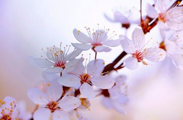 Fleurs de cerisiers japonais sur Renate Knapp