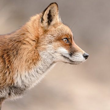 Intiem profielportret van een rode vos