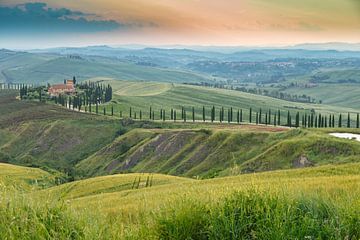 Cipressen bomen in Toscane Italie. van Menno Schaefer