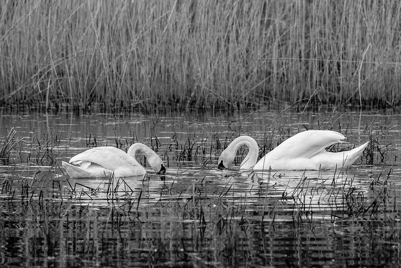 Mute Swan Couple (black/white) by t.ART