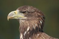 White-tailed Eagle (Haliaeetus albicilla) by Ronald Pol thumbnail