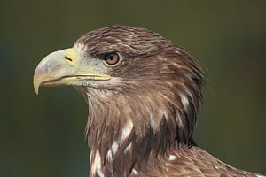 Pygargue à tête blanche (Haliaeetus albicilla)