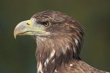 Europäischer Weißkopfseeadler (Haliaeetus albicilla) von Ronald Pol