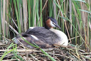 De Fuut op haar nest von Fotografie Fryslân