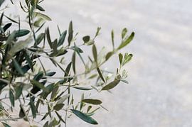 Olive branch by Pasquale Langerak