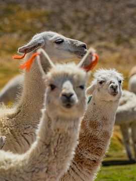A curious herd of llamas's by FlashFwd Media