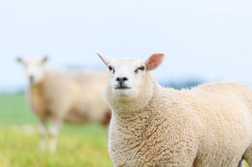 Schapen in een weiland tijdens een lentedag