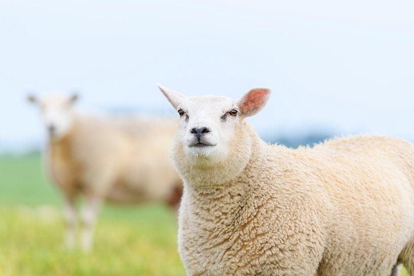 Moutons dans un pré pendant un jour de printemps par Sjoerd van der Wal Photographie