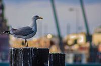 Gull on the lookout
